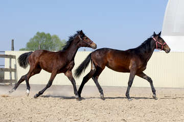 Deux chevaux bruns №55141