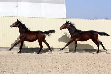 two running Horses №55147