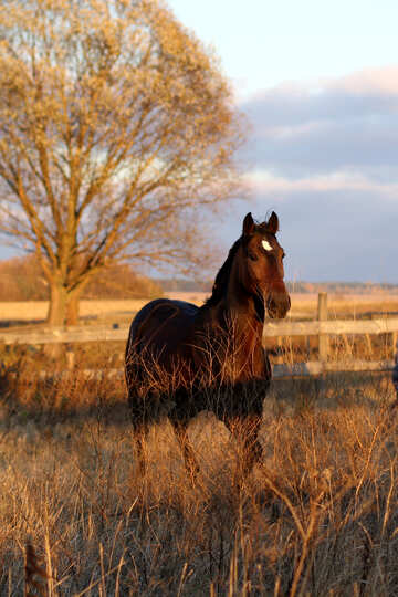 wild horse sunset №55303