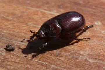 Escarabajo insecto №55029