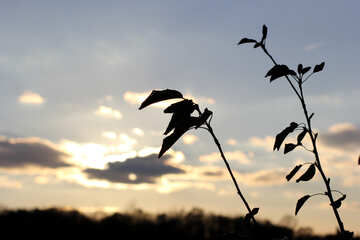 Feuilles et nuages ​​nature feuille plantes coucher de soleil №55262