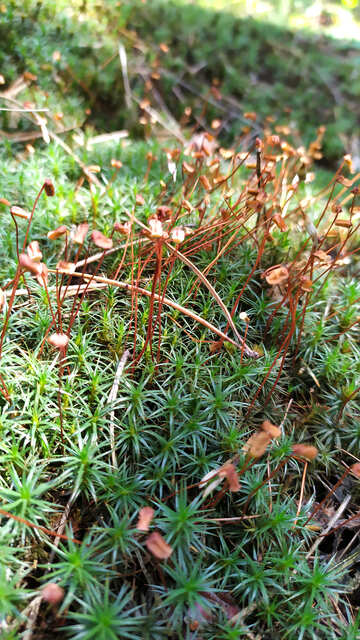 vegetation Plants moss №55810