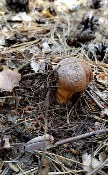 Mushroom in Soil №55840
