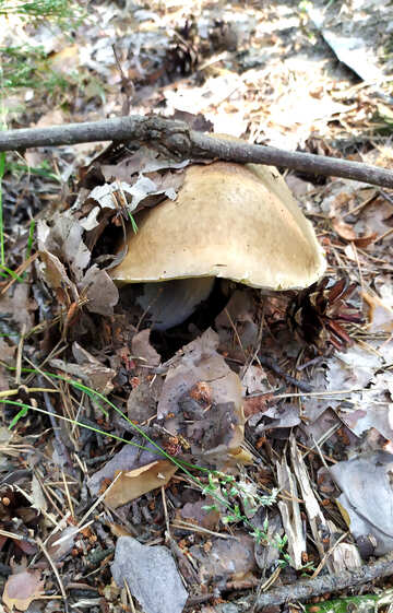 Лісовий гриб трохи листя №55846