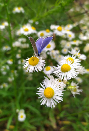 Blue butterfly on small daisies №55854