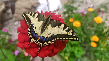 Papillon sur fleur rouge №55865