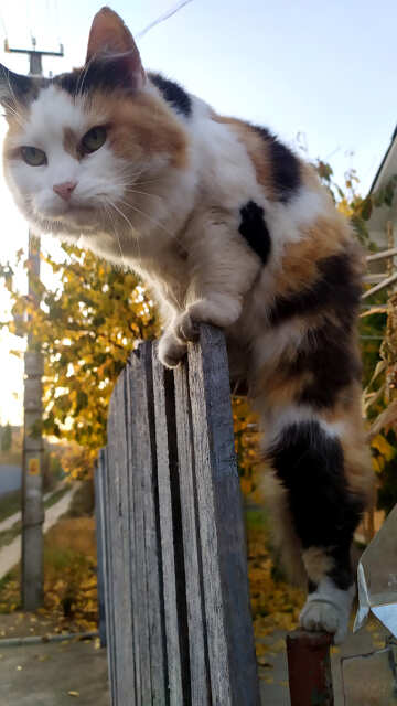 I SEE THAT ONE CAT IN SIT ON A FENCE THIS IS SO BEAUTIFUL PICTURE AND THIS PICTURE IS USED ON CAT DAY №55942