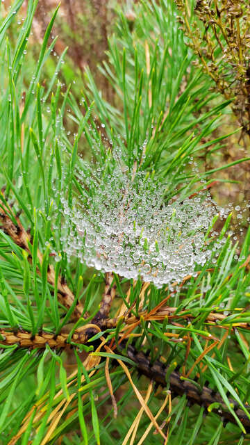 conifer tree twig with a spider web water drops №55951