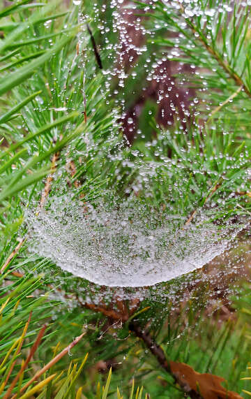 dew covered spider web №55949
