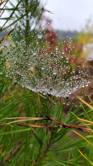 dew on a meadow №55962