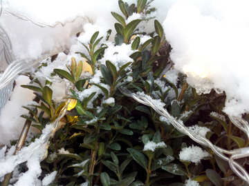 enclosed by ice some covered Flowers plants and snow №55993