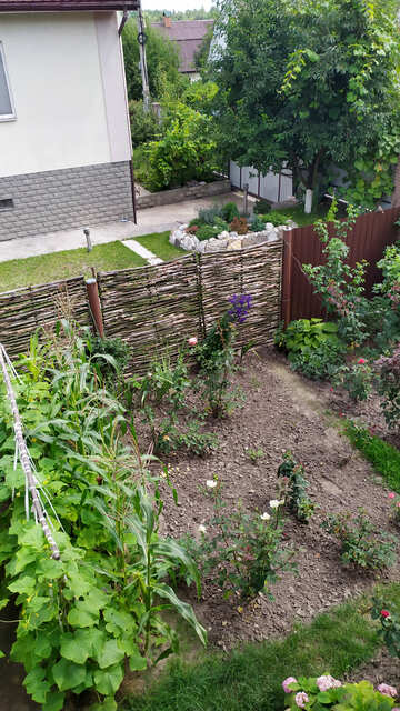 柵のある庭の庭つる植物 №55826