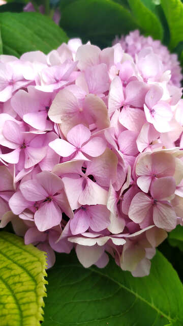 its hortensia flower Which can be used for birthday card or wedding invitation.
