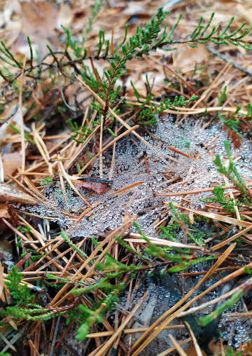 Pine needles covered in frost №55959