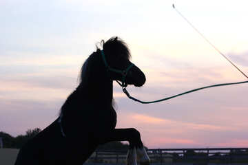 日没時の馬のシルエット №55205