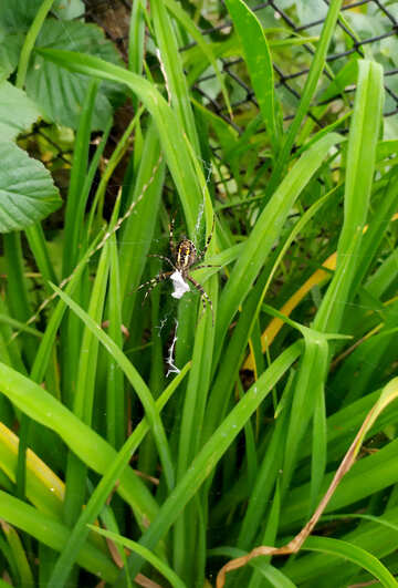 Spider on  grass №55856