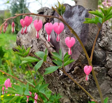 壊れた心の花花植物ピンクの愛 №55630
