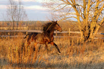  un cavallo marrone in piedi sopra un campo di erba secca che cammina №55301