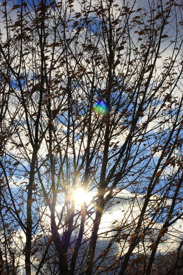 Sole che scorre attraverso l`albero del raggio di sole degli alberi №55227