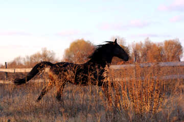  a horse standing on top of a dry grass field terrestrial animal ranch stallion №55285