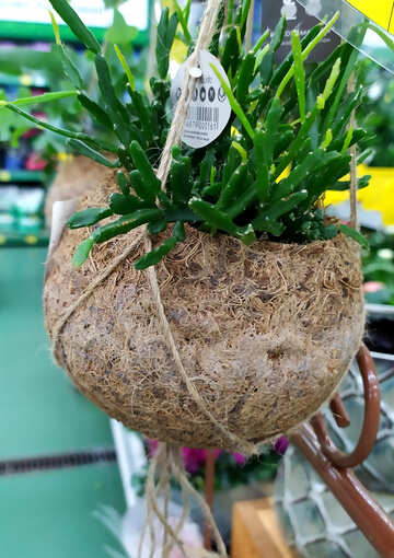装飾植物の花瓶 №55704