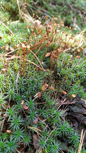 wild plants university task grass №55808