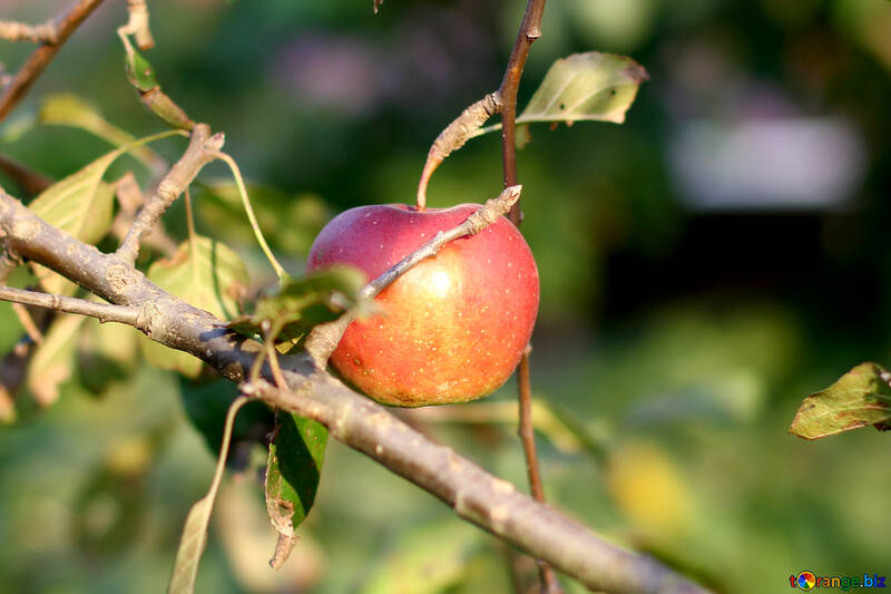 Manzana roja de otoño en una rama №55193