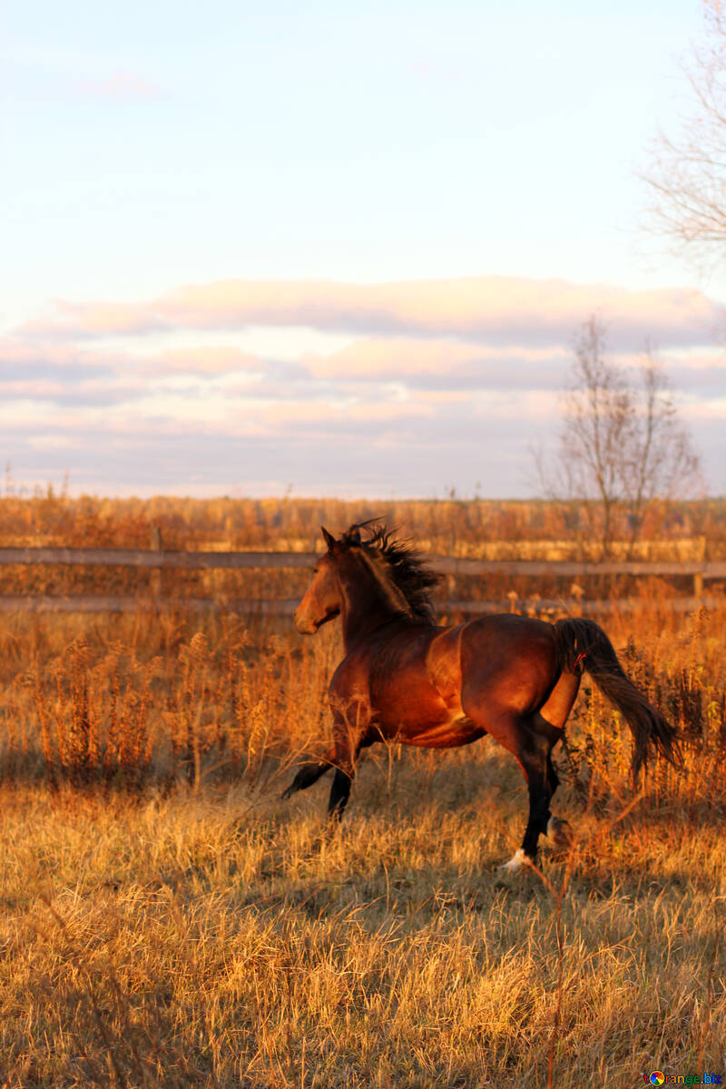 Hermoso caballo al galope a través de una pradera №55302