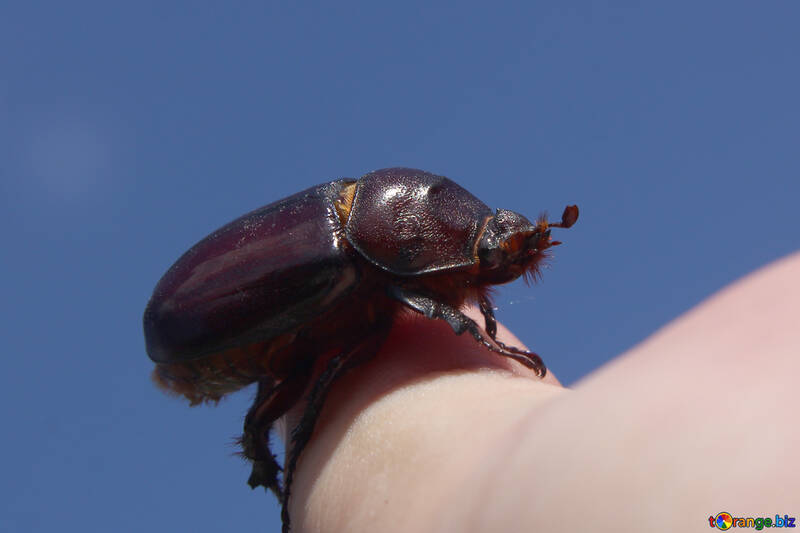 Uno scarabeo su un dito Simpatico insetto №55048