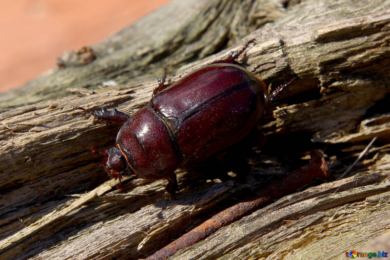 beetle on wood insect №55044