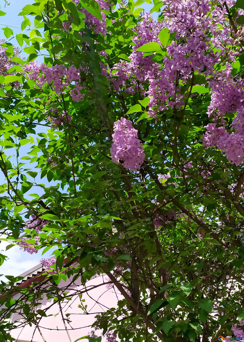 Дерево з дивовижно-рожевими квітами №55636