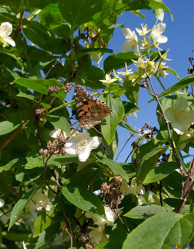 Fleurs sur papillon arbre №55676