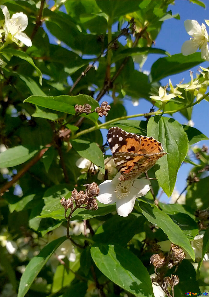 Schmetterling auf einer Blume №55678