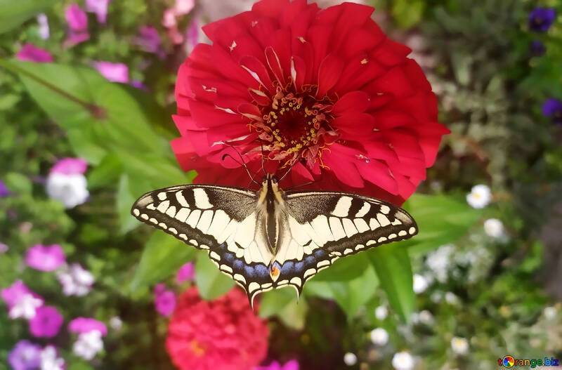 Papillon sur une fleur rouge №55872