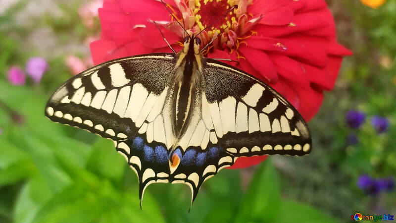 Butterfly sitting on flower №55870