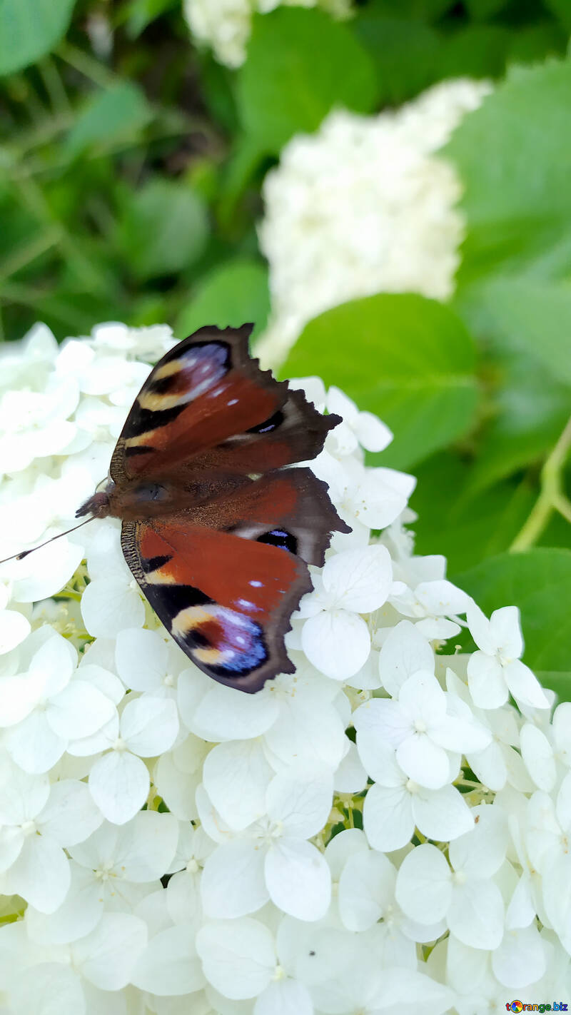 Метелик на квітах №55744