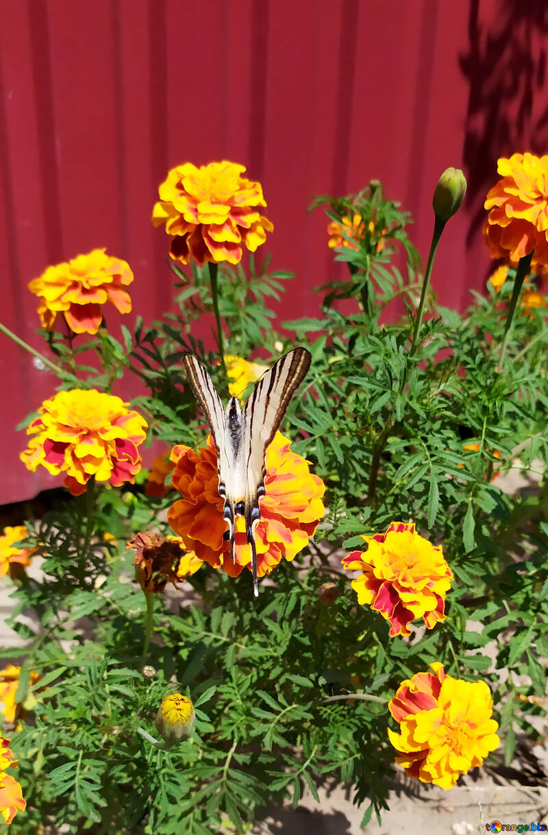 Marigolds, borboleta zebra rabo de andorinha №55879