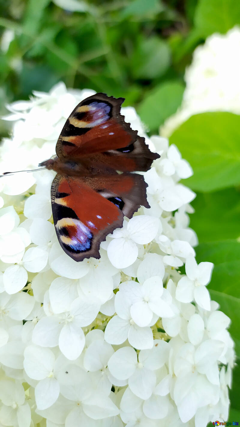 Roter Schmetterling auf einer weißen Hortensienblüte №55743