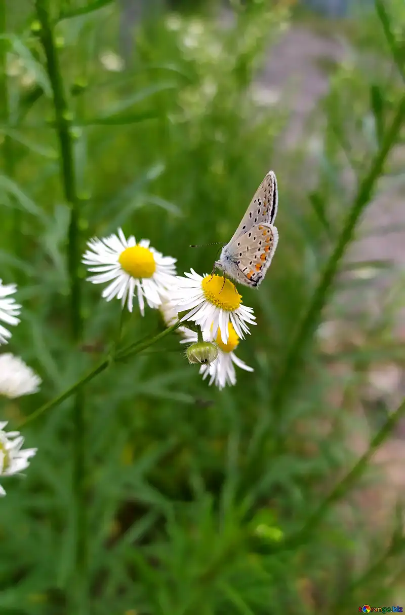 mariposa de margaritas blancas