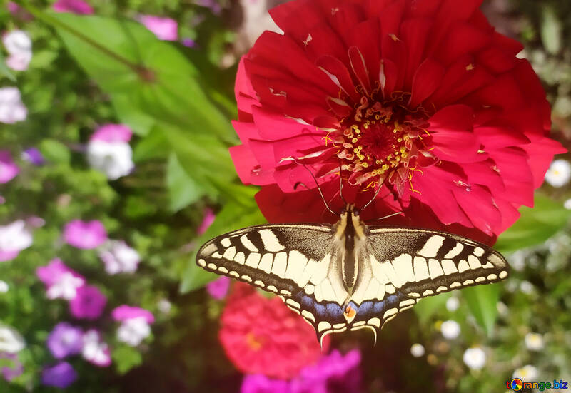 Butterfly on zinnias flower №55871