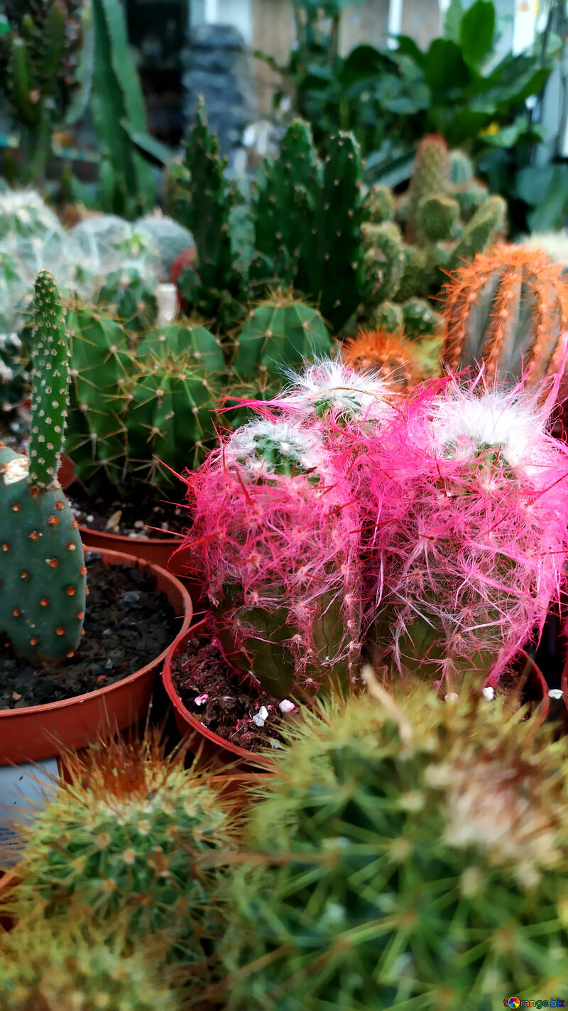 Fleur de cactus №55712