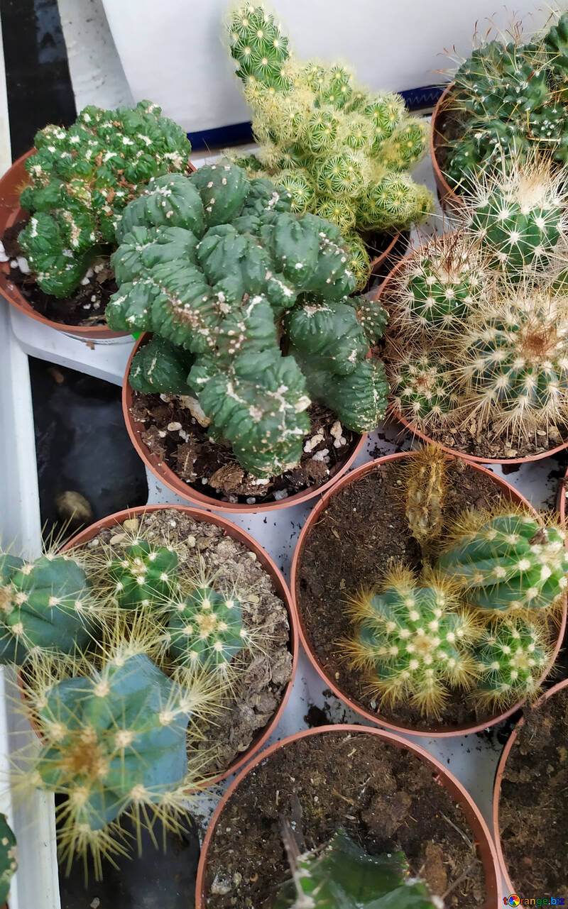 Plantes De Cactus №55714