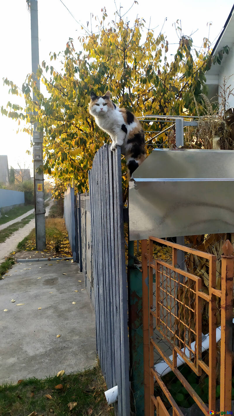 柵の上の猫 №55941