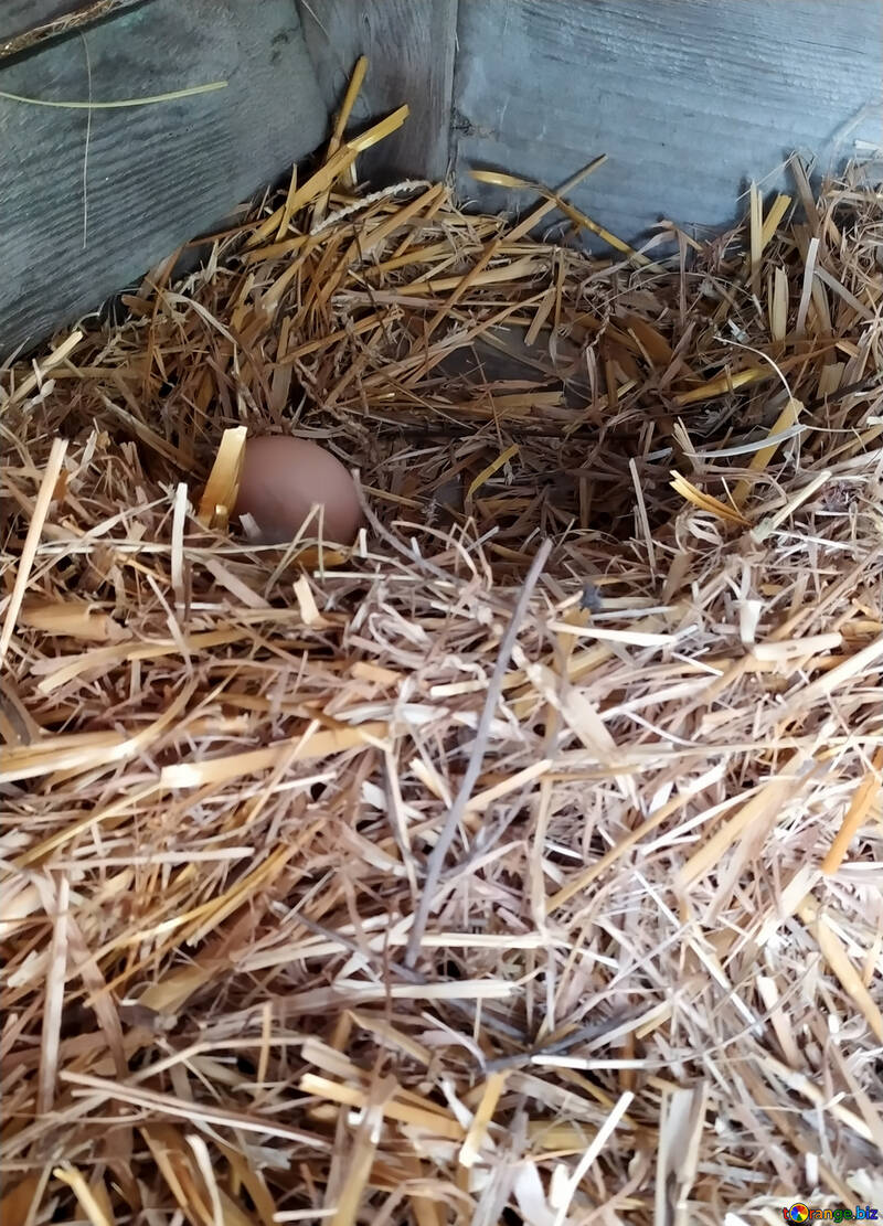Paja en el suelo con nido de huevos №55582