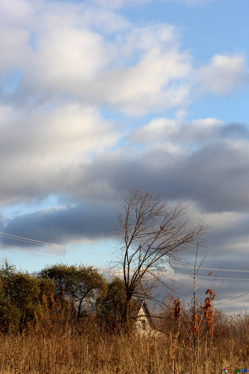 Nuvens, céu, árvores, imagem de grama alta do lado da terra №55249