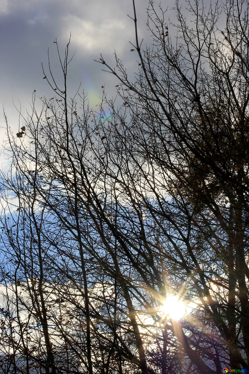 Mattina presto con il cielo del sole attraverso gli alberi №55230