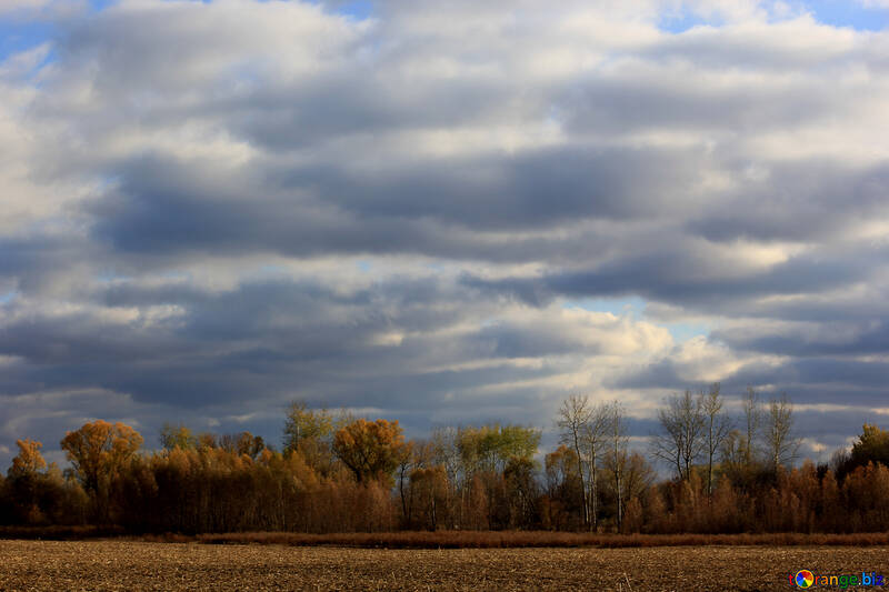 a field of trees under a cloudy sky nature cloud №55228