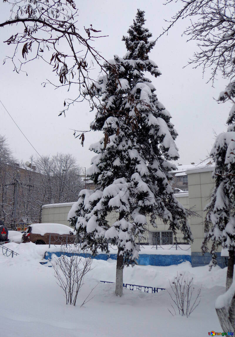 Sapin couvert de neige sapin de Noël №55416