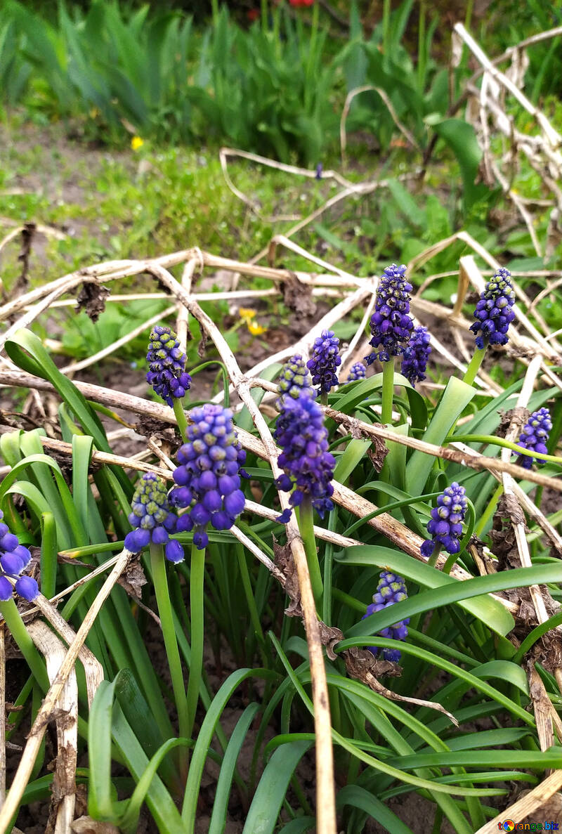 Fleurs violettes dans un champ belle plante №55621