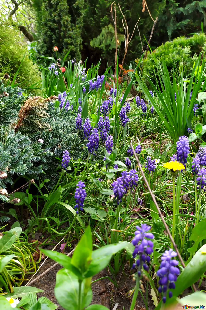 Flores moradas en el jardín planta violeta Hermosa №55608